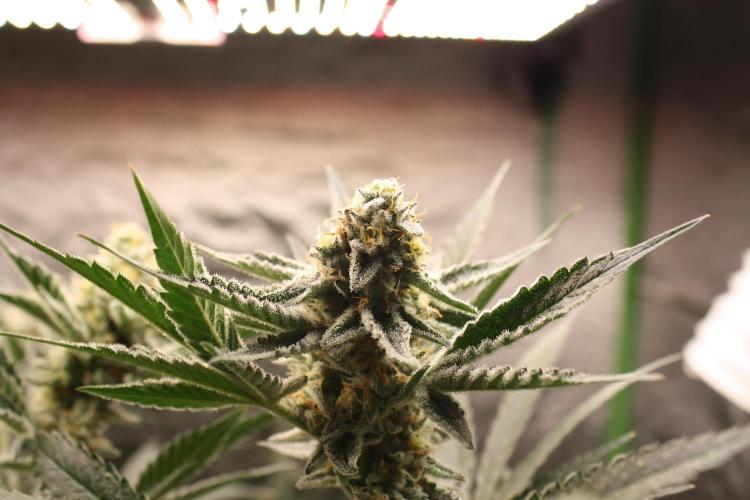 Zillions 💵 - Barney's Farm. Week 15