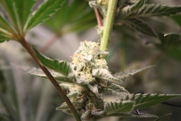 Zillions 💵 - Barney's Farm. Week 15