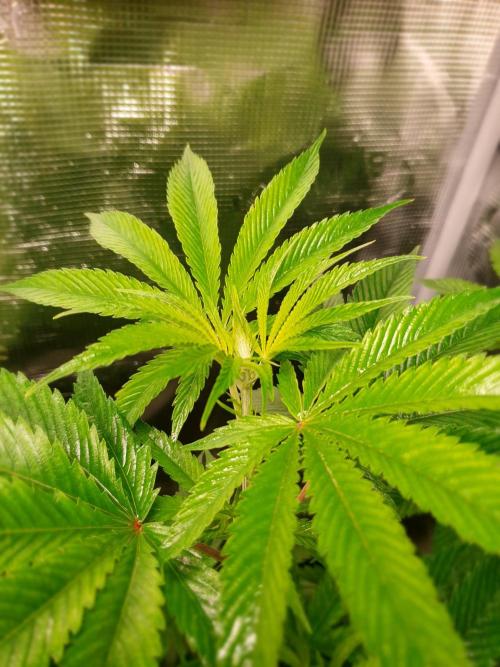 USA Genetics 2026 🏆 SSSC. Week 8