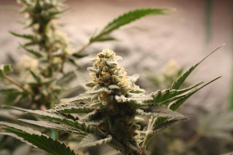 Zillions 💵 - Barney's Farm. Week 16