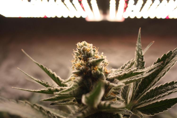 Zillions 💵 - Barney's Farm. Week 16