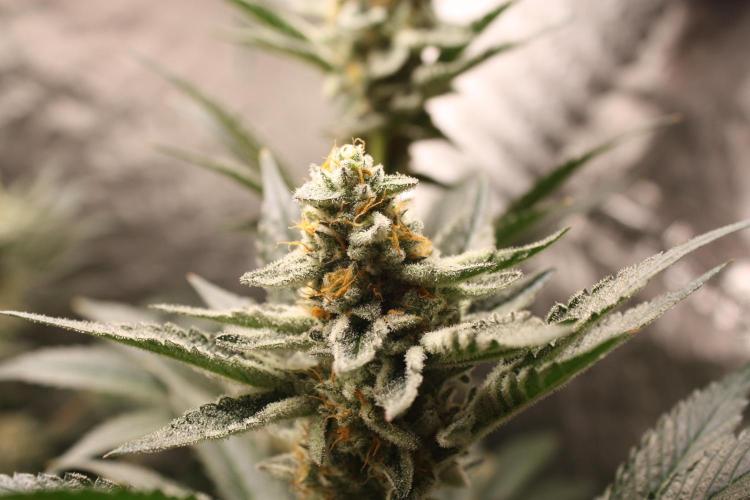 Zillions 💵 - Barney's Farm. Week 16