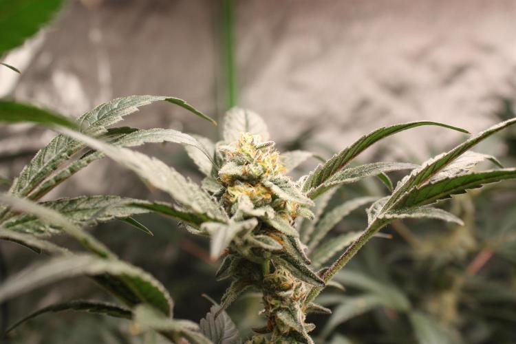 Zillions 💵 - Barney's Farm. Week 16