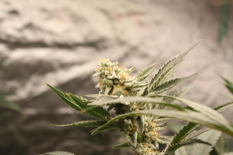 Zillions 💵 - Barney's Farm. Week 16