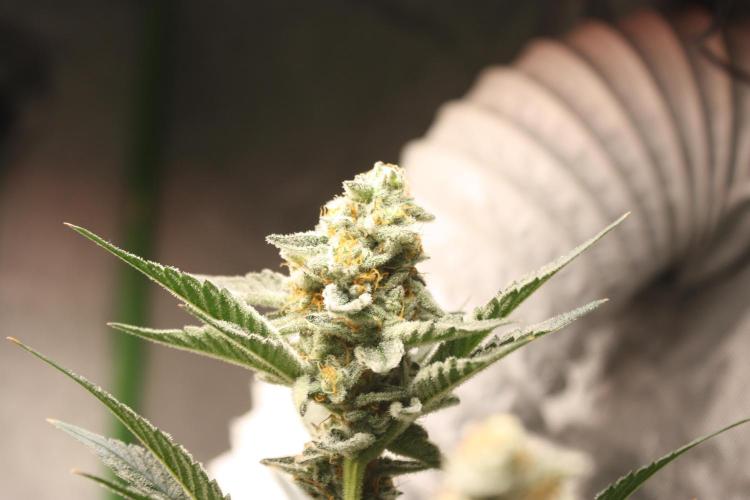 Zillions 💵 - Barney's Farm. Week 16