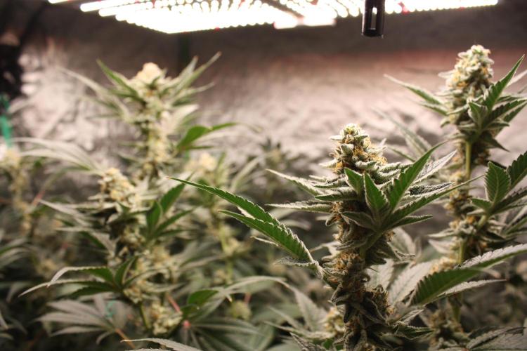 Zillions 💵 - Barney's Farm. Week 16
