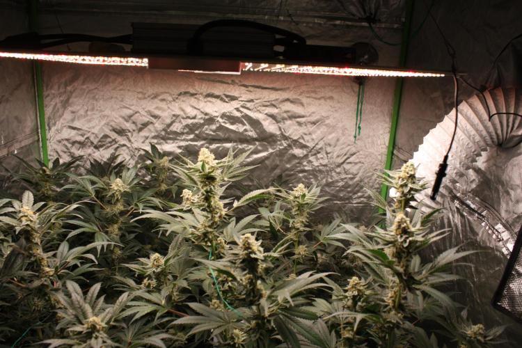 Zillions 💵 - Barney's Farm. Week 16