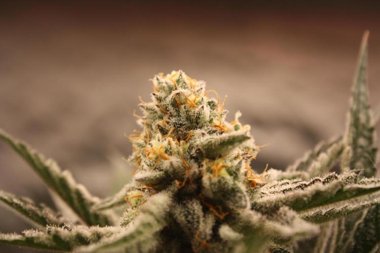 Zillions 💵 - Barney's Farm. Week 16
