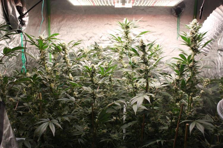 Zillions 💵 - Barney's Farm. Week 16