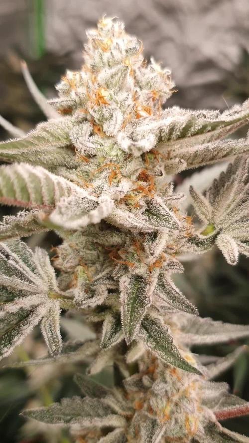 Zillions 💵 - Barney's Farm