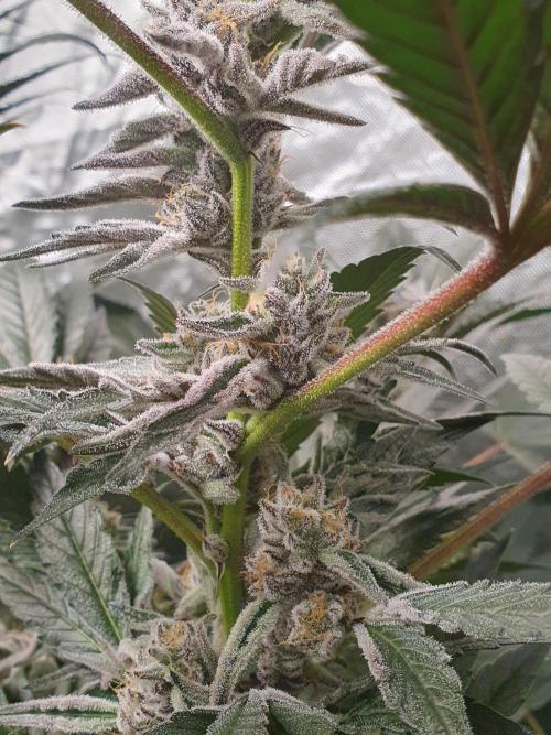 Zillions 💵 - Barney's Farm. Week 17