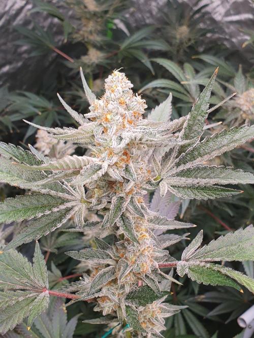Zillions 💵 - Barney's Farm. Week 17