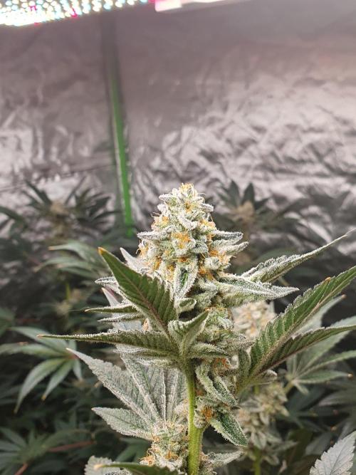 Zillions 💵 - Barney's Farm. Week 17