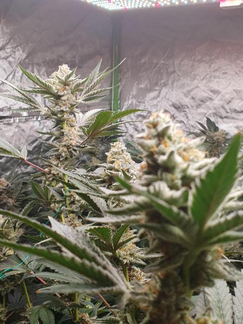 Zillions 💵 - Barney's Farm. Week 17