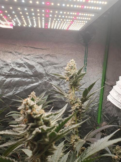 Zillions 💵 - Barney's Farm. Week 17