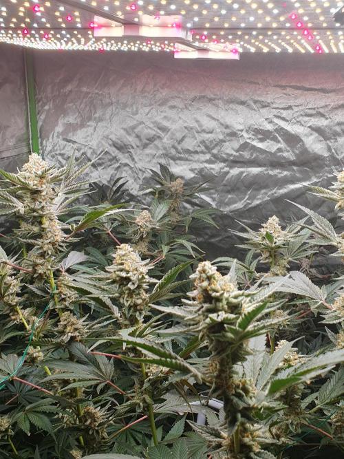 Zillions 💵 - Barney's Farm. Week 17