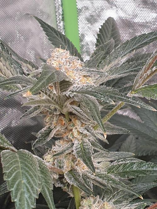 Zillions 💵 - Barney's Farm. Week 17