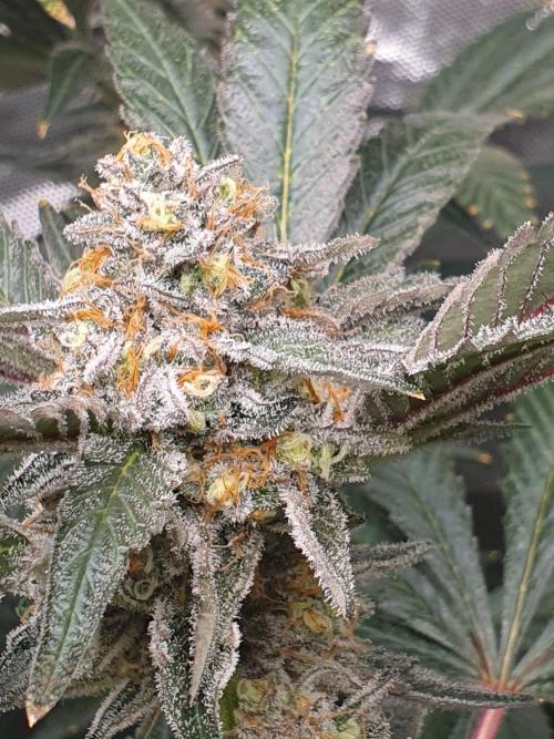 Zillions 💵 - Barney's Farm. Week 17
