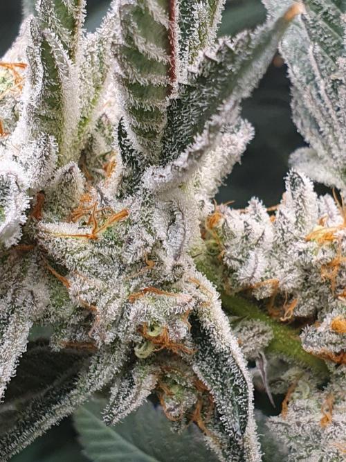 Zillions 💵 - Barney's Farm. Week 17