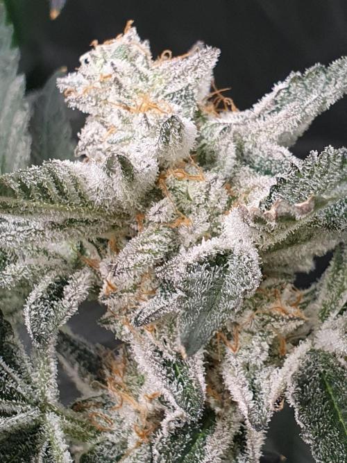 Zillions 💵 - Barney's Farm. Week 17