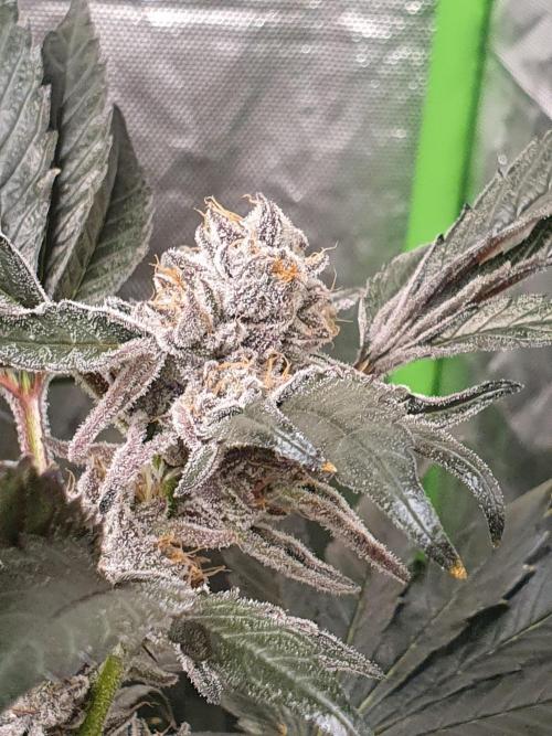 Zillions 💵 - Barney's Farm. Week 17
