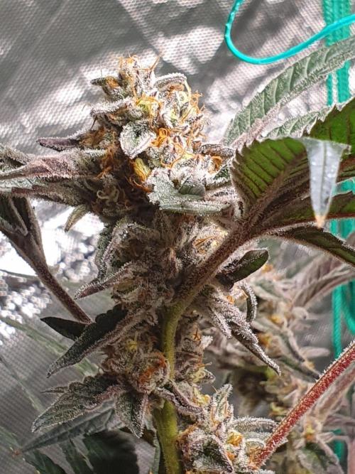 Zillions 💵 - Barney's Farm. Week 17