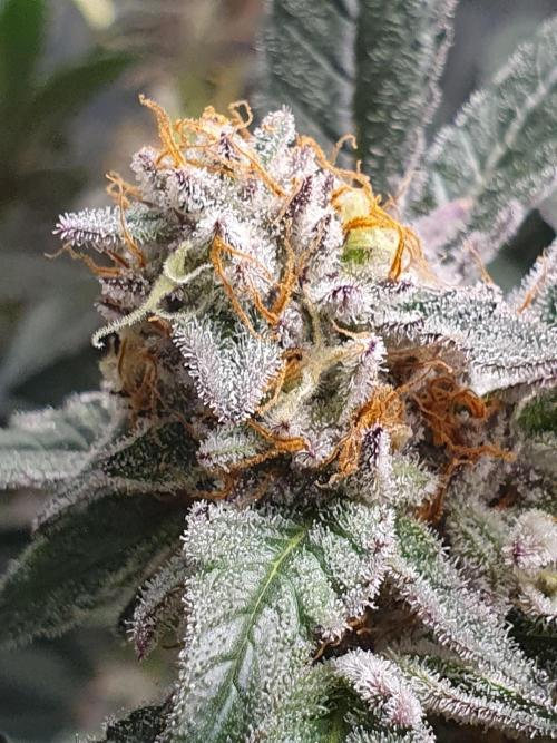 Zillions 💵 - Barney's Farm. Week 17