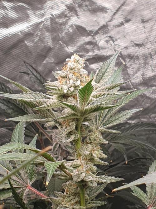Zillions 💵 - Barney's Farm. Week 17