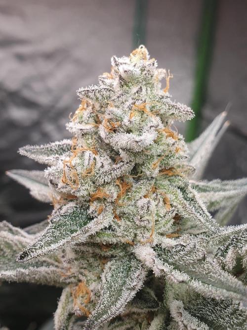 Zillions 💵 - Barney's Farm. Week 17