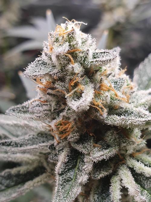 Zillions 💵 - Barney's Farm. Week 17