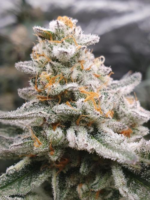 Zillions 💵 - Barney's Farm. Week 17