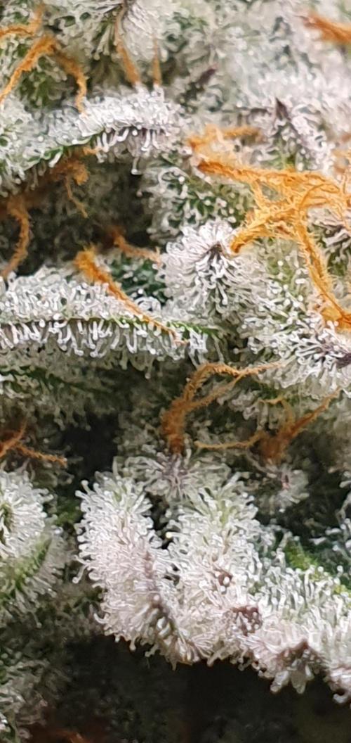 Zillions. Week 17