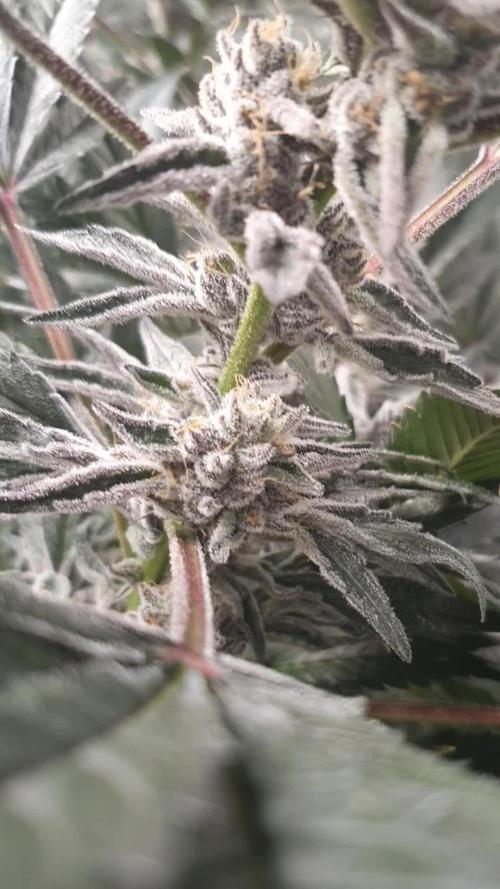 Zillions 💵 - Barney's Farm