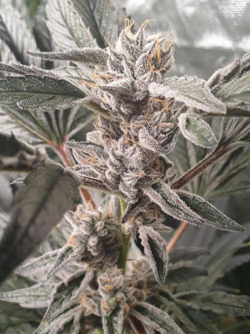 Zillions 💵 - Barney's Farm. Week 18