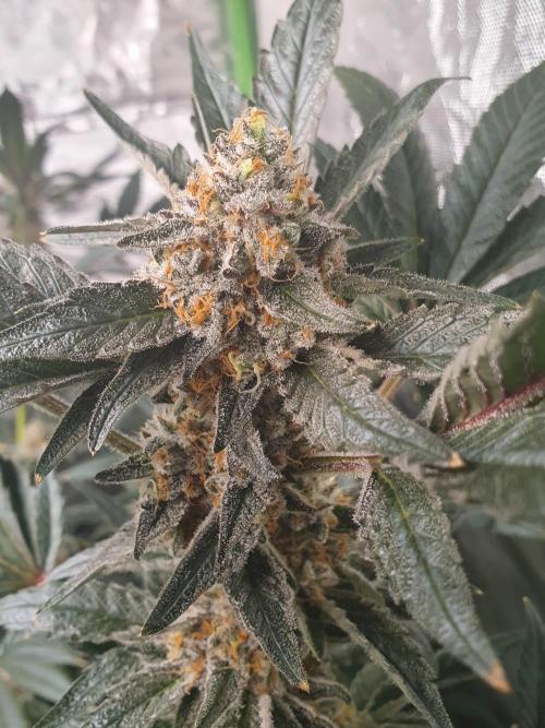 Zillions 💵 - Barney's Farm. Week 18