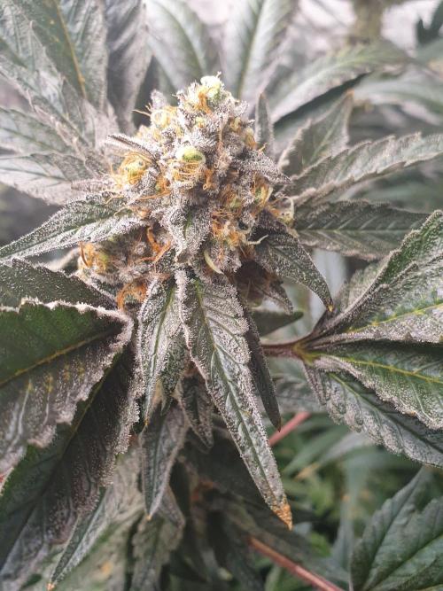 Zillions 💵 - Barney's Farm. Week 18
