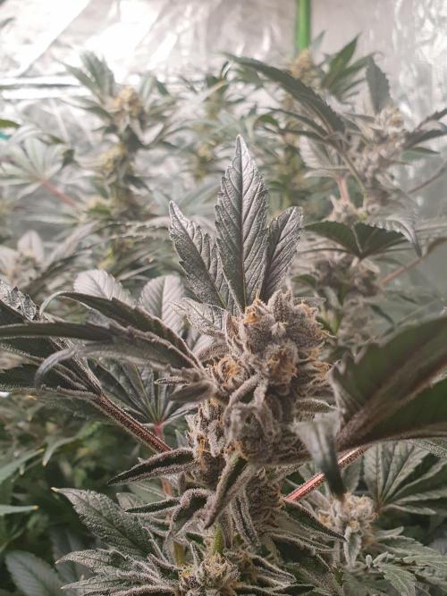 Zillions 💵 - Barney's Farm. Week 18