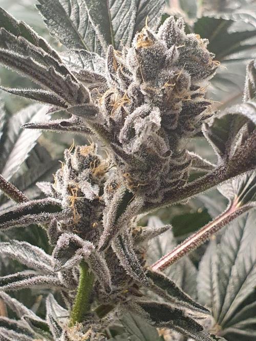 Zillions 💵 - Barney's Farm. Week 18