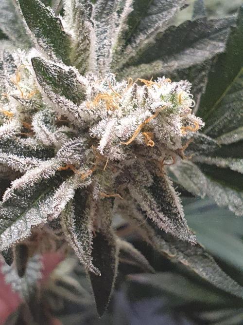 Zillions 💵 - Barney's Farm. Week 18