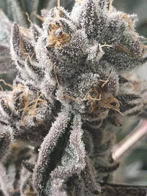 Zillions 💵 - Barney's Farm. Week 18