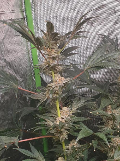 Zillions 💵 - Barney's Farm. Week 18