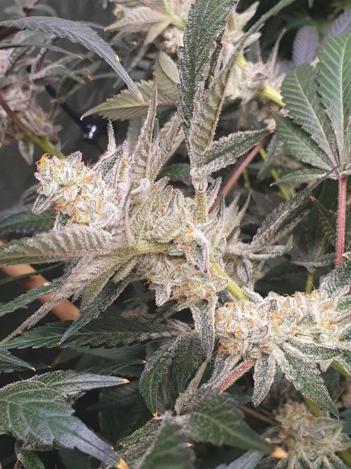 Zillions 💵 - Barney's Farm. Week 18