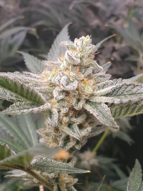 Zillions 💵 - Barney's Farm. Week 18