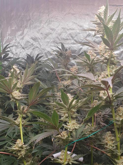 Zillions 💵 - Barney's Farm. Week 18