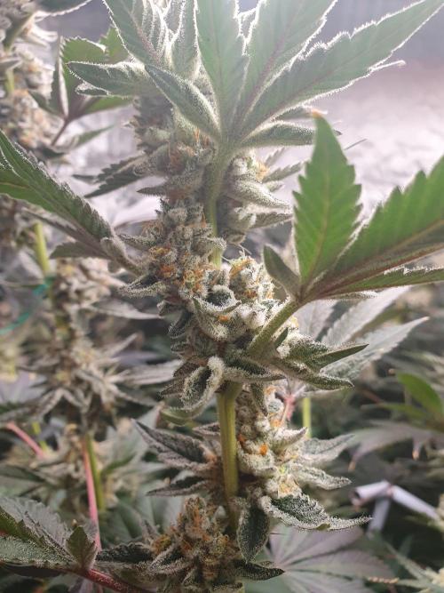 Zillions 💵 - Barney's Farm. Week 18
