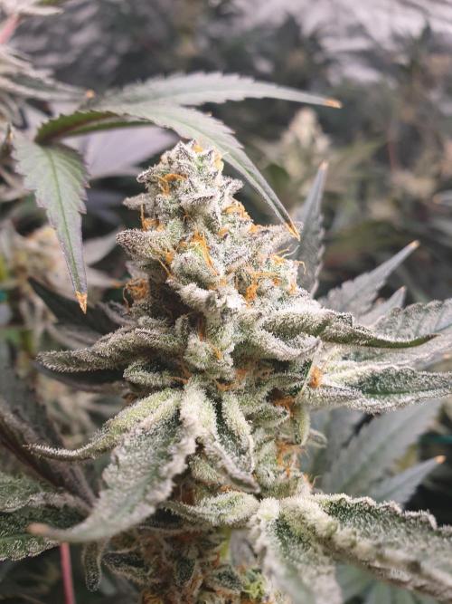 Zillions 💵 - Barney's Farm. Week 18