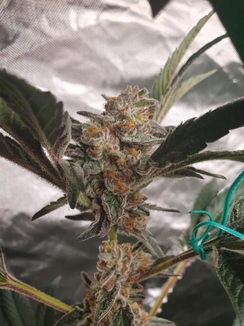 Zillions 💵 - Barney's Farm. Week 18