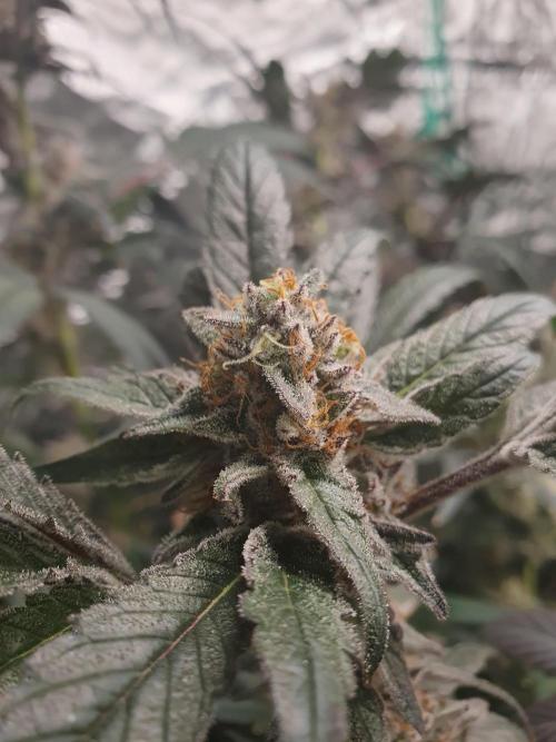Zillions 💵 - Barney's Farm. Week 18