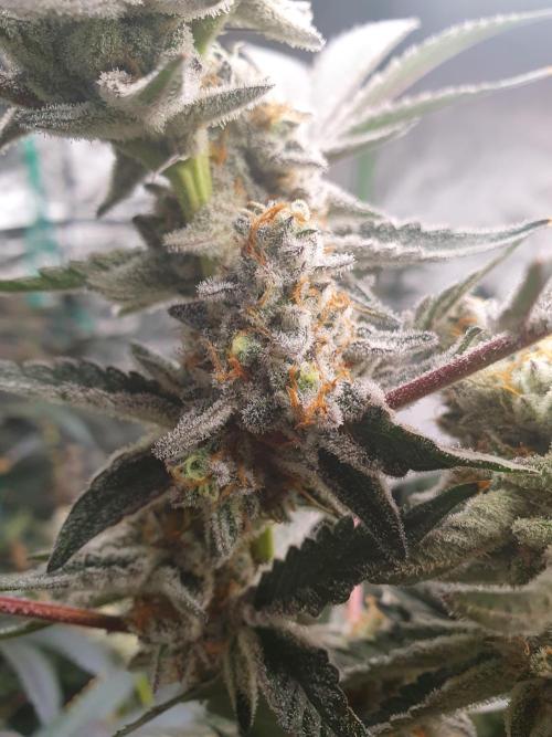 Zillions 💵 - Barney's Farm. Week 18