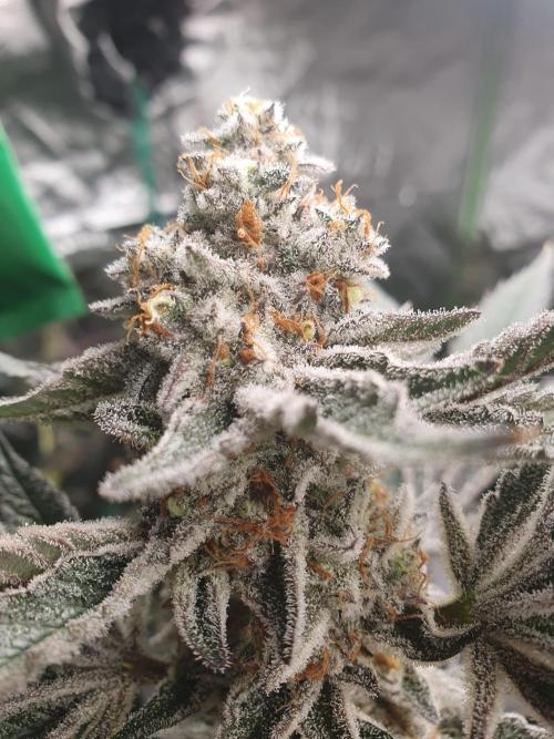 Zillions 💵 - Barney's Farm. Week 18